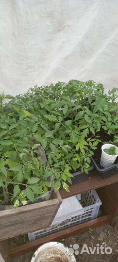 Рассада помидор,перцев,огурцов,многолетники