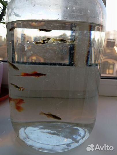 Отдам, проброс рыб