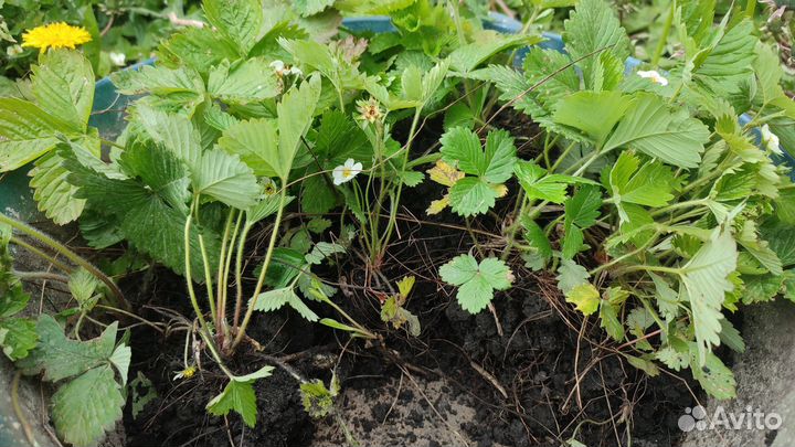 Земляника садовая