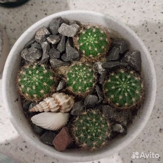 Кактусы и суккуленты