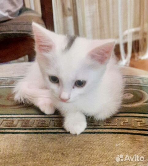 Кошка турецкая ангора