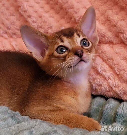 Абиссинский котенок