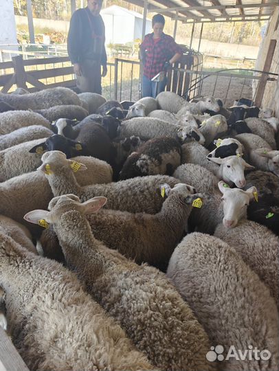 Баранчики и ярочки на откорм и разведение