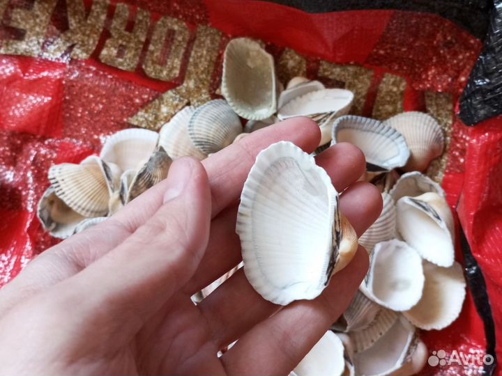 Ракушки разной формы