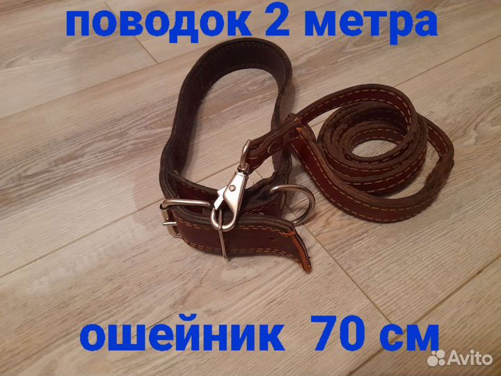 Ошейник для собак