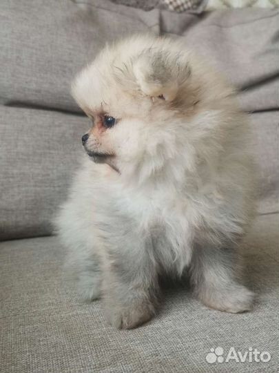 Померанский шпиц