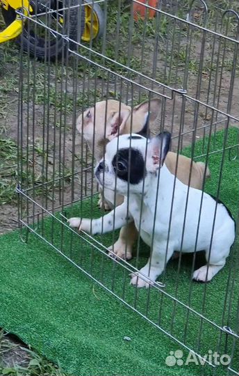 Французская банда