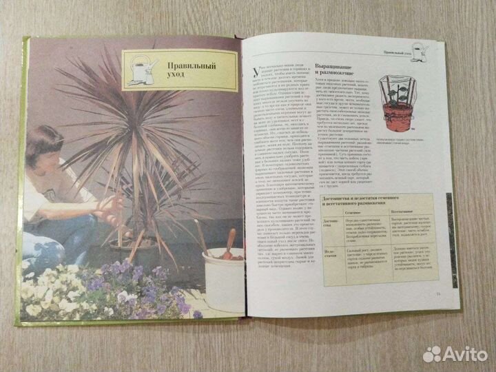 Декоративные растения