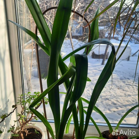 Гиппиаструм красный