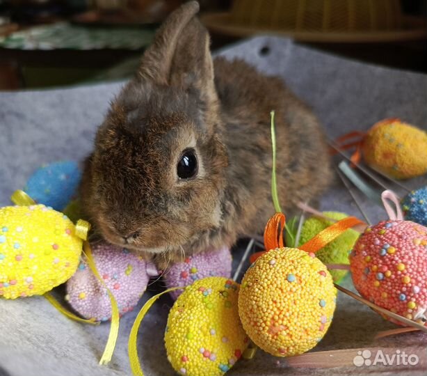 Карликовые домашние крольчата.1.5 месяца