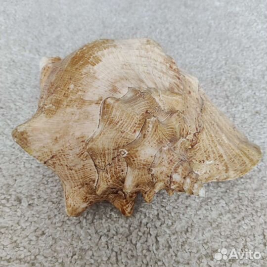 Ракушка морская большая