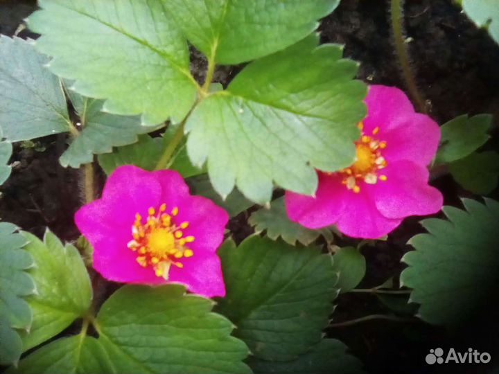 Саженцы Клубники Пинк Панда и др