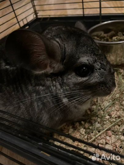Шиншилла с клеткой