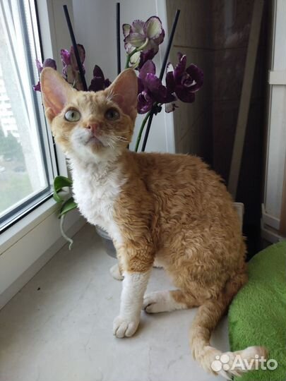 Котенок Девон Рекс