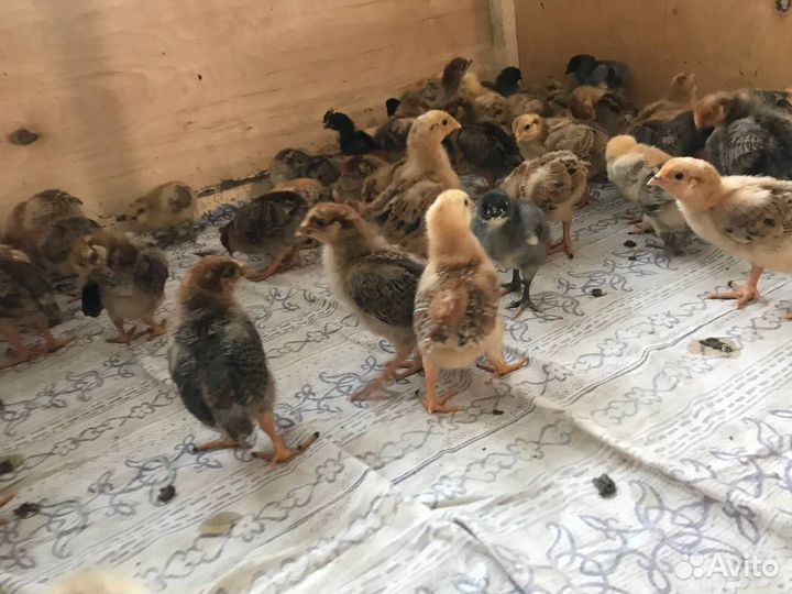 Цыплята