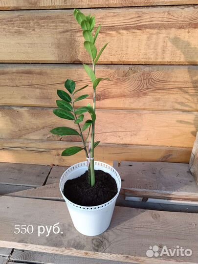 Замиокулькас (долларовое дерево)