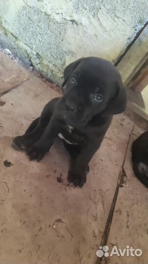 Кане Корсо щенки