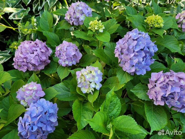 Гортензия Бесконечное лето