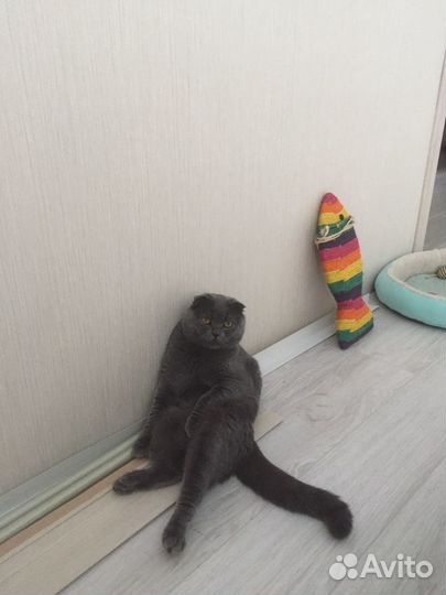 Шотландский кот вязка