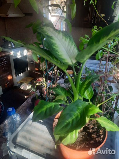 Диффенбахия