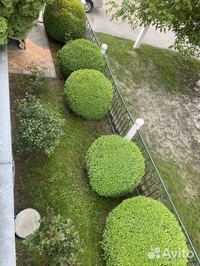 Самшит буксус