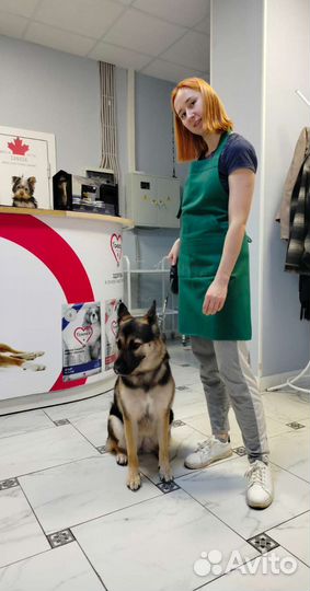 Груминг в салоне и выезд на дом