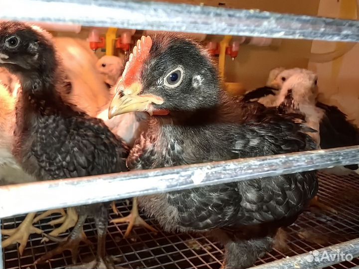 Петух Амрокс цыпленок 3 недели