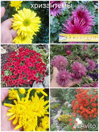 Саженцы многолетников/ лаванда