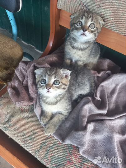 Вислоухие и простые котята, в дар