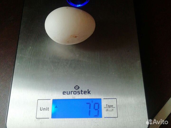 Инкубационное яйцо