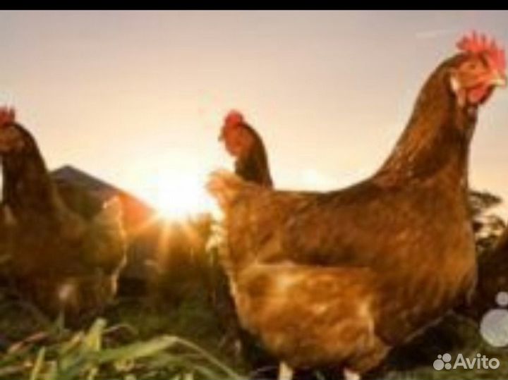 Куры молодки