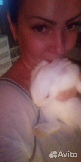 Передержка животных и птиц