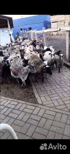 Овцы бараны ягнята