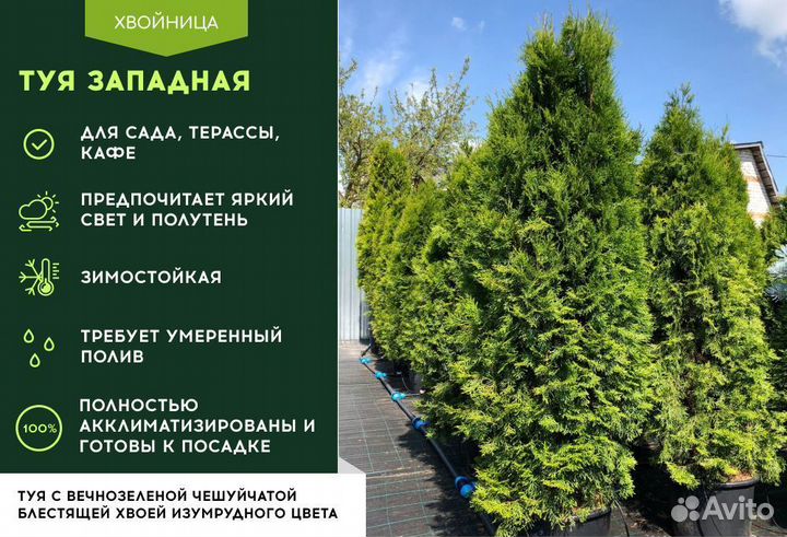 Туя Смарагд 1,8-2 м