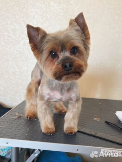 Стрижка собак грумер