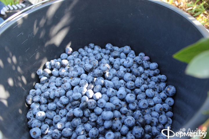 Свежая черника
