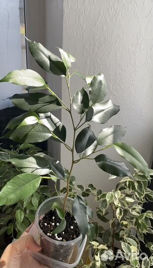 Фикус Бенджамина