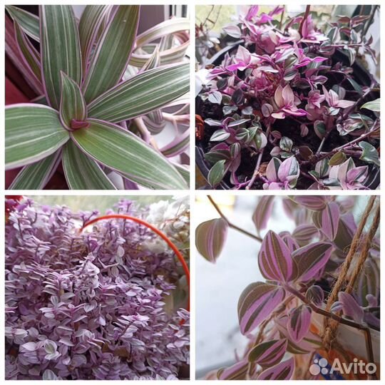 Традесканции сортовые, зебры, каллизии и др