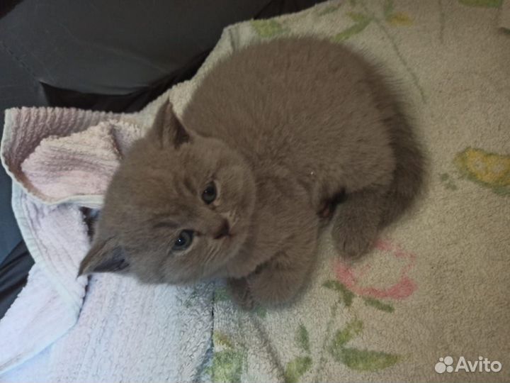 Шотландская вислоухая кошка