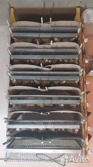 Перепелиные яйца