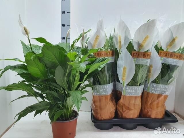 Спатифиллум свет чико 17 60