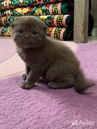 Котята шотландцы