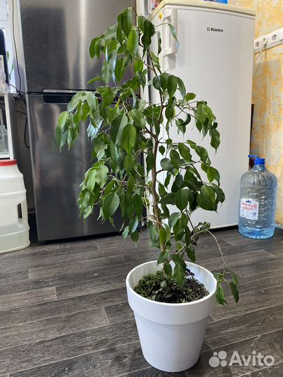 Фикус бенджамина