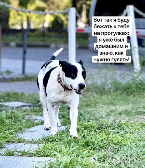 Собака в добрые руки