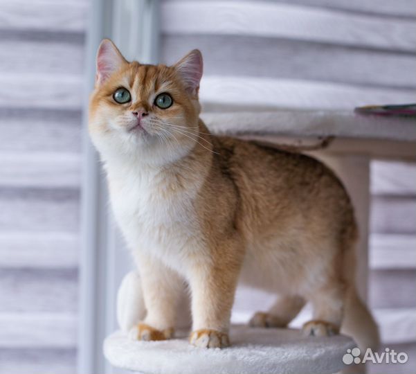 Британская золотая шиншилла ny12