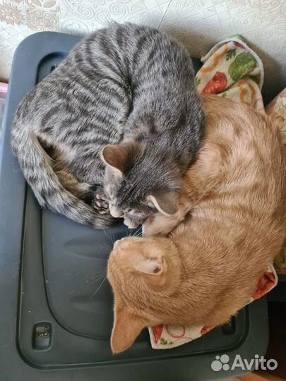 Кошки