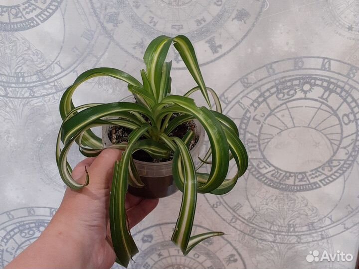 Хлорофитум кудрявый