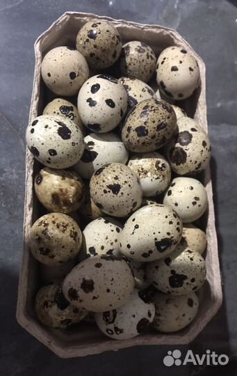 Яйца перепелиные