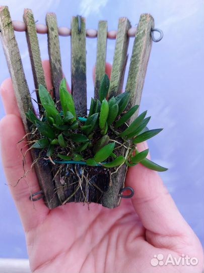 Миниатюрные орхидеи/глиняный горшки