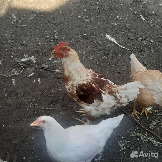 Петухи домашние
